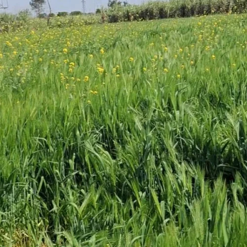 8 Bigha Agriculture Land for Sale in front of Sport University, Salawa