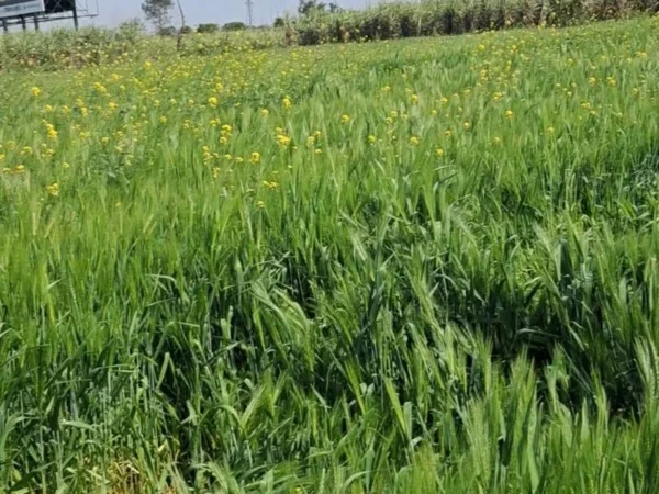 1000235307-800x600 8 Bigha Agriculture Land for Sale in front of Sport University, Salawa